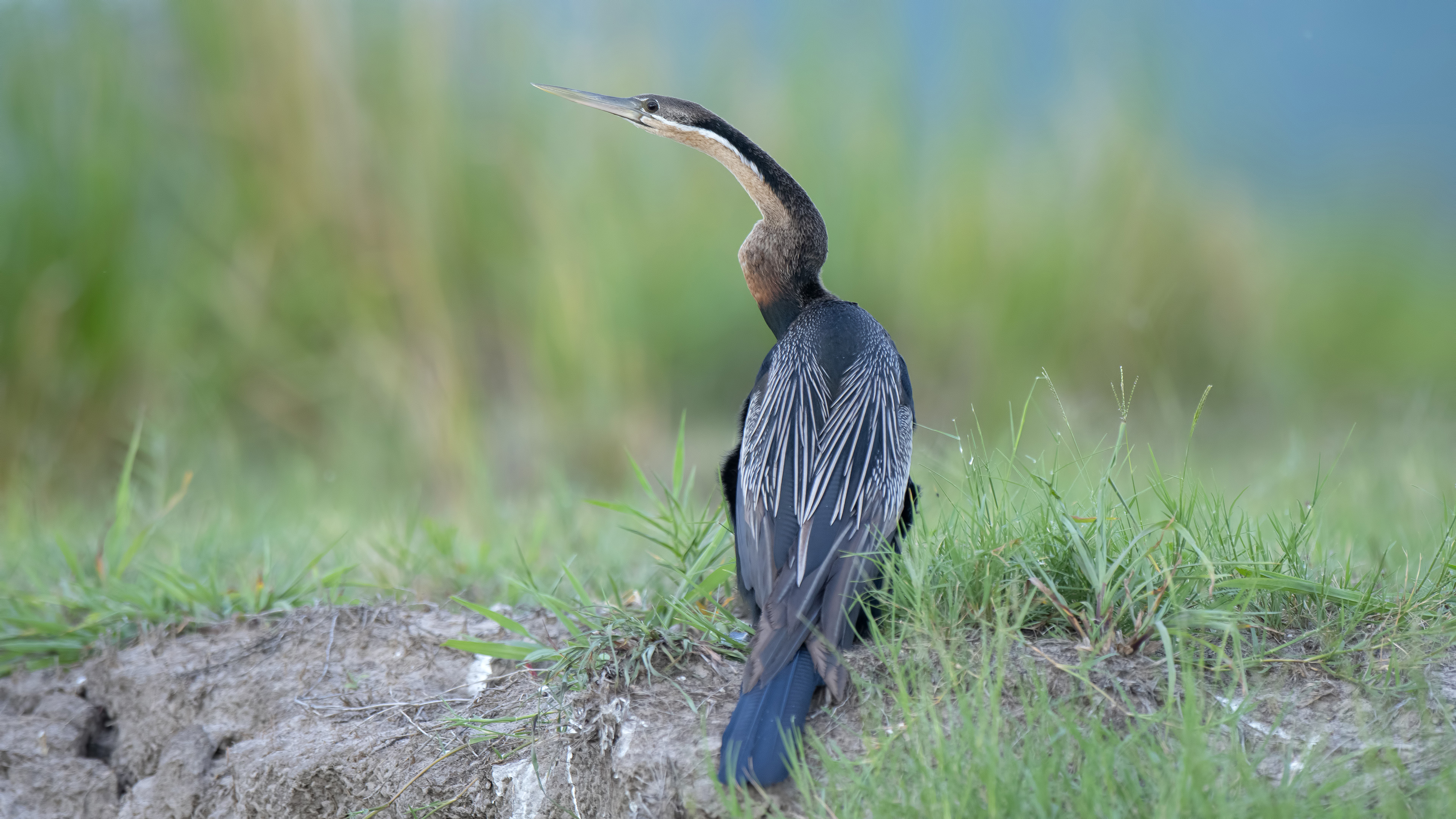 African Darter — Ana fotoğraf